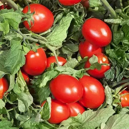 Насіння томату Деріка (КС 720) F1 Kitano Seeds 5000, фото 1