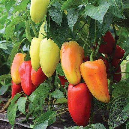 Насіння солодкого перцю Яніка F1 Kitano Seeds 1000, фото 1