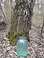 Сік березовий консервований без цукру і без лимонної кислоти.Ціна за 3л (Ф1443)