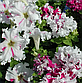 Петунія Поздрав із Яромнерже F1, біло-рожево-фіолетова, 50 шт (Leda Agro), фото 4
