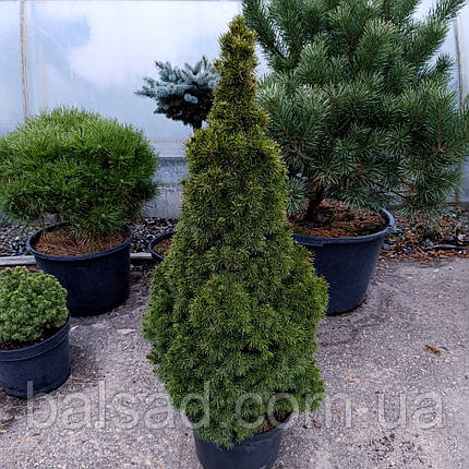Ялина канадська Коніка / С12 / h 90-100 / Picea glauca Conica, фото 1