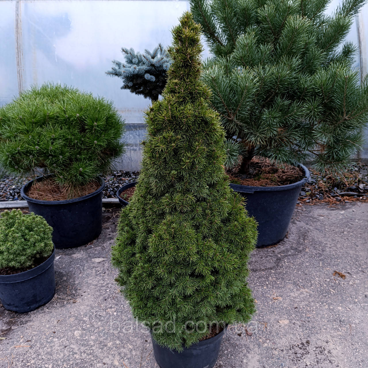 Ялина канадська Коніка / С12 / h 90-100 / Picea glauca Conica