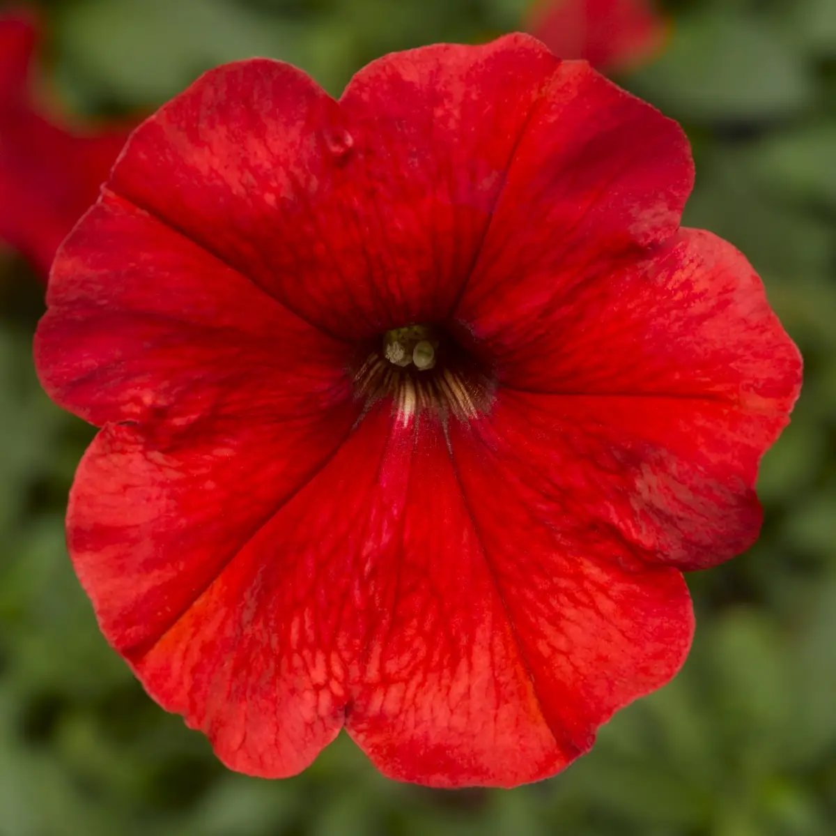 Насіння квіти петунія Мамбо ф1 червона 20шт