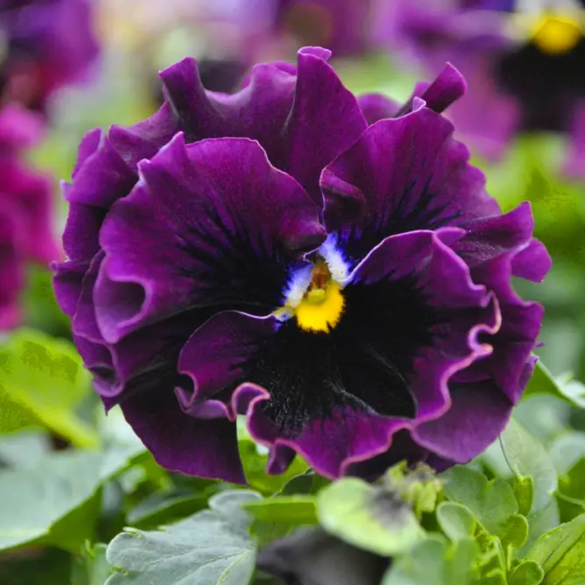 Віола FRIZZLE SIZZLE F1 Mini purple shades PanAmerican 5 шт