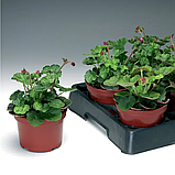 Гейхера Корал форест 5 насінин, фото 2