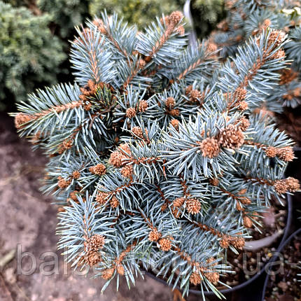 Ялина колюча Сент Меріс Брум / d 20-30 / Picea St. Mary's Broom, фото 3