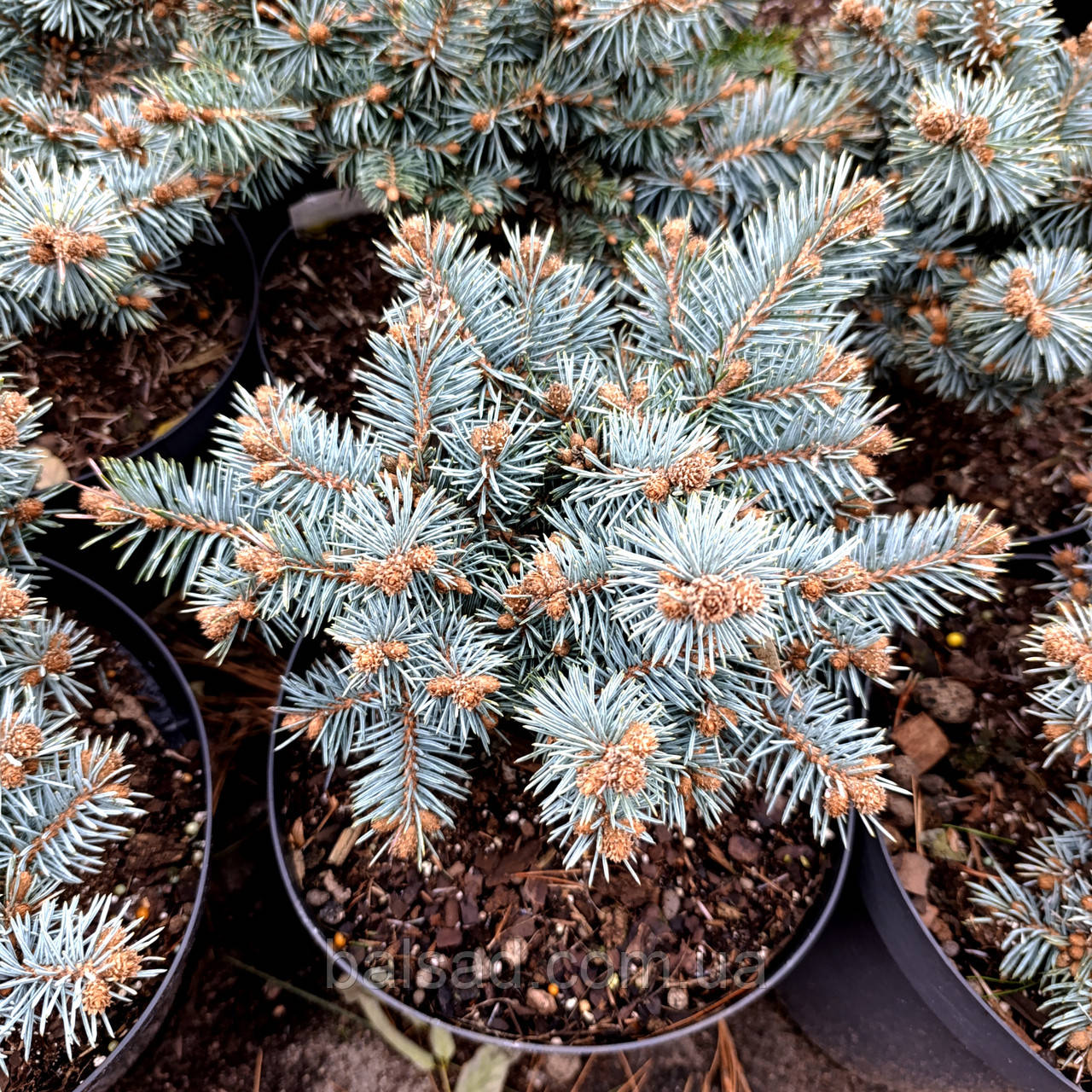 Ялина колюча Сент Меріс Брум / d 20-30 / Picea St. Mary's Broom