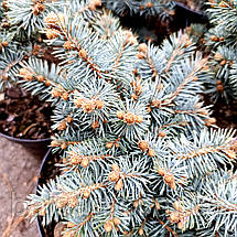 Ялина колюча Сент Меріс Брум / d 20-30 / Picea St. Mary's Broom, фото 4