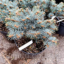 Ялина колюча Сент Меріс Брум / d 20-30 / Picea St. Mary's Broom, фото 5