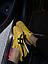 Чоловічі повсякденні кросівки Asics Onitsuka Tiger Mexico 66 Yellow (жовті) модні кросівки AC003 Асікс vkross, фото 3