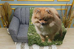 Плед «Пухнастий шпіц у полі. Fluffy Spitz in the field»