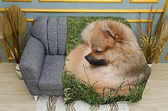 Плед «Померанський шпіц. Pomeranian Spitz»