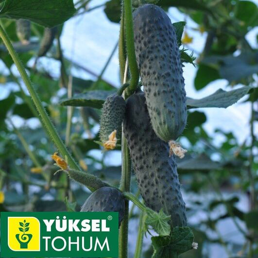 Огірок Лютояр F1 Yuksel tokum 10 насінин