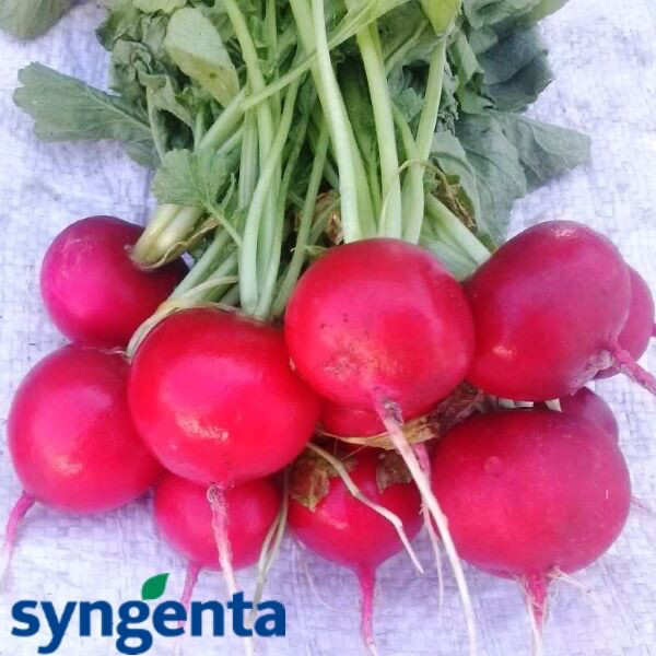 Редис Стелар F1 Syngenta 10 г, фото 1