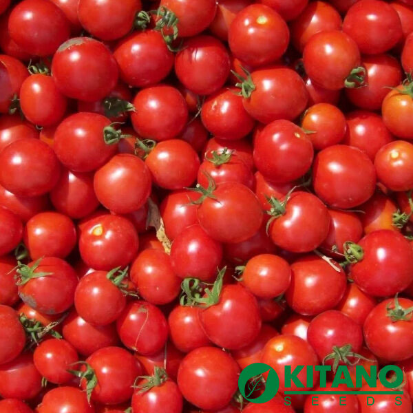 Помідор черрі Конорі F1 Kitano seeds 10 насінин, фото 1