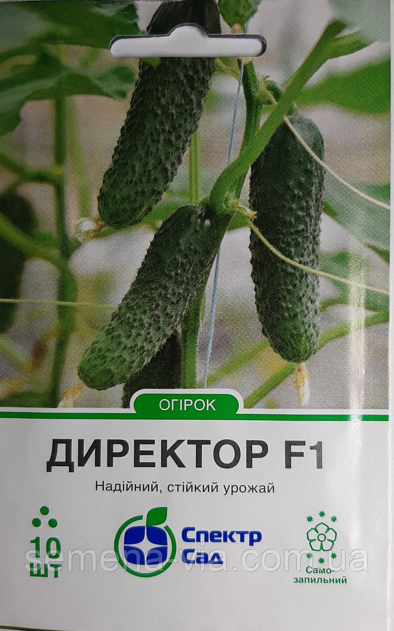 Огірок Директор F1 (10 нас.) Голандія, фото 1