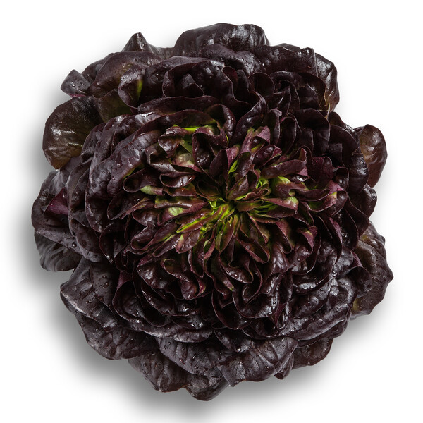 Насіння салату (саланова) Клі Rijk Zwaan 5000 драже