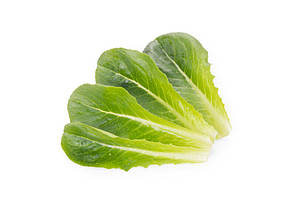 Насіння салату (бебіліф) Дейволт Rijk Zwaan 100000, фото 1