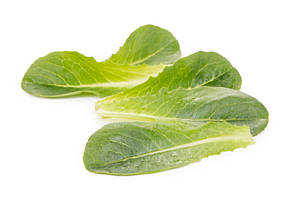 Насіння салату (бебіліф) Дейволт Rijk Zwaan 100000, фото 3