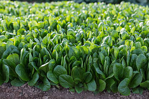 Насіння салату (бебіліф) Дейволт Rijk Zwaan 100000, фото 4