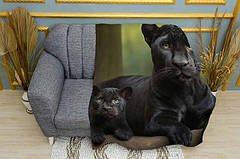 Пледи з пумою