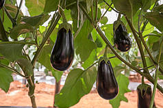 Насіння баклажану Шарапова F1 Rijk Zwaan 1000