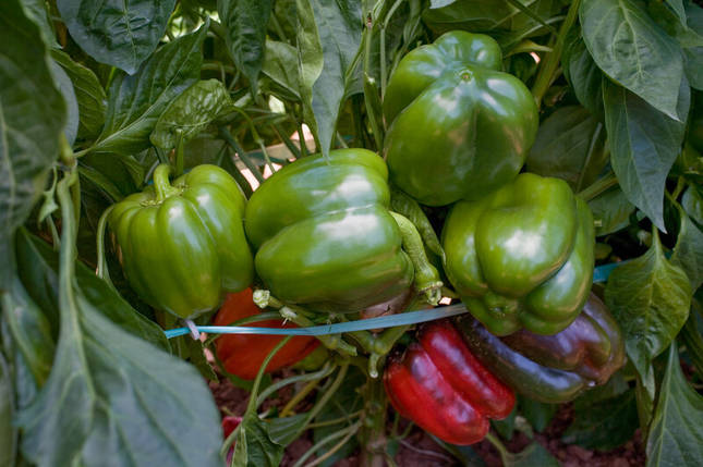 Насіння солодкого перцю Сондела F1 Rijk Zwaan 1000, фото 1