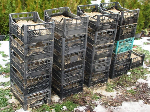 Часопис Розсадника декоративних культур Мирослава Гуменюка за грудень 2024 року.