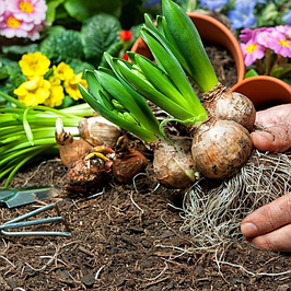 Луковиці та полуниці квітів