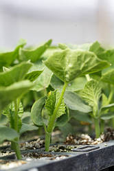 Насіння підщепи Пелопс Rijk Zwaan 1000