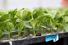 Насіння підщепи Кобальт F1 Rijk Zwaan 1000