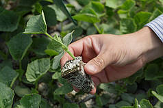 Насіння підщепи Сфінкс F1 Rijk Zwaan 1000