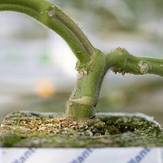 Насіння підщепи Сузука F1 Rijk Zwaan 1000