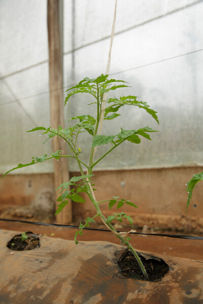 Насіння підщепи Емперадор F1 Rijk Zwaan 1000