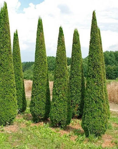 

Туя западная МАЛОНИАНА ( С1.5Л 20-25СМ)