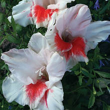 Гладіолус Забава (цибулина)