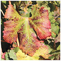 Краснуха винограду