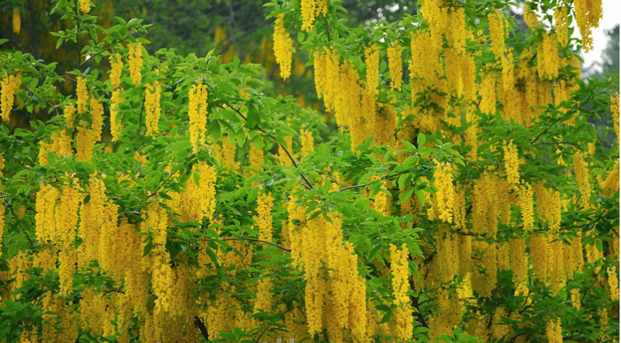 Лабурнум Альпійський / Золотий дощ 1 рік, Золотий дощ альпійський / Бобовник альпійський, Laburnum alpinum