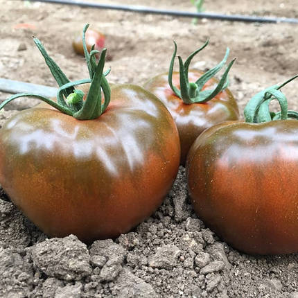 Насіння томату Биг Сашер F1 (Big Sasher F1) Yuksel Seeds 100, фото 3