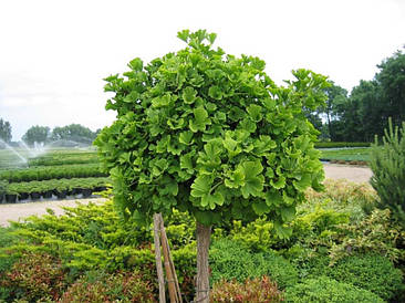 Гінкго Білоба 3 річне 40-50см, Гінкго дволопатеве білоба, Ginkgo biloba