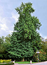 Гінкго Білоба 3 річне 40-50см, Гінкго дволопатеве білоба, Ginkgo biloba, фото 6