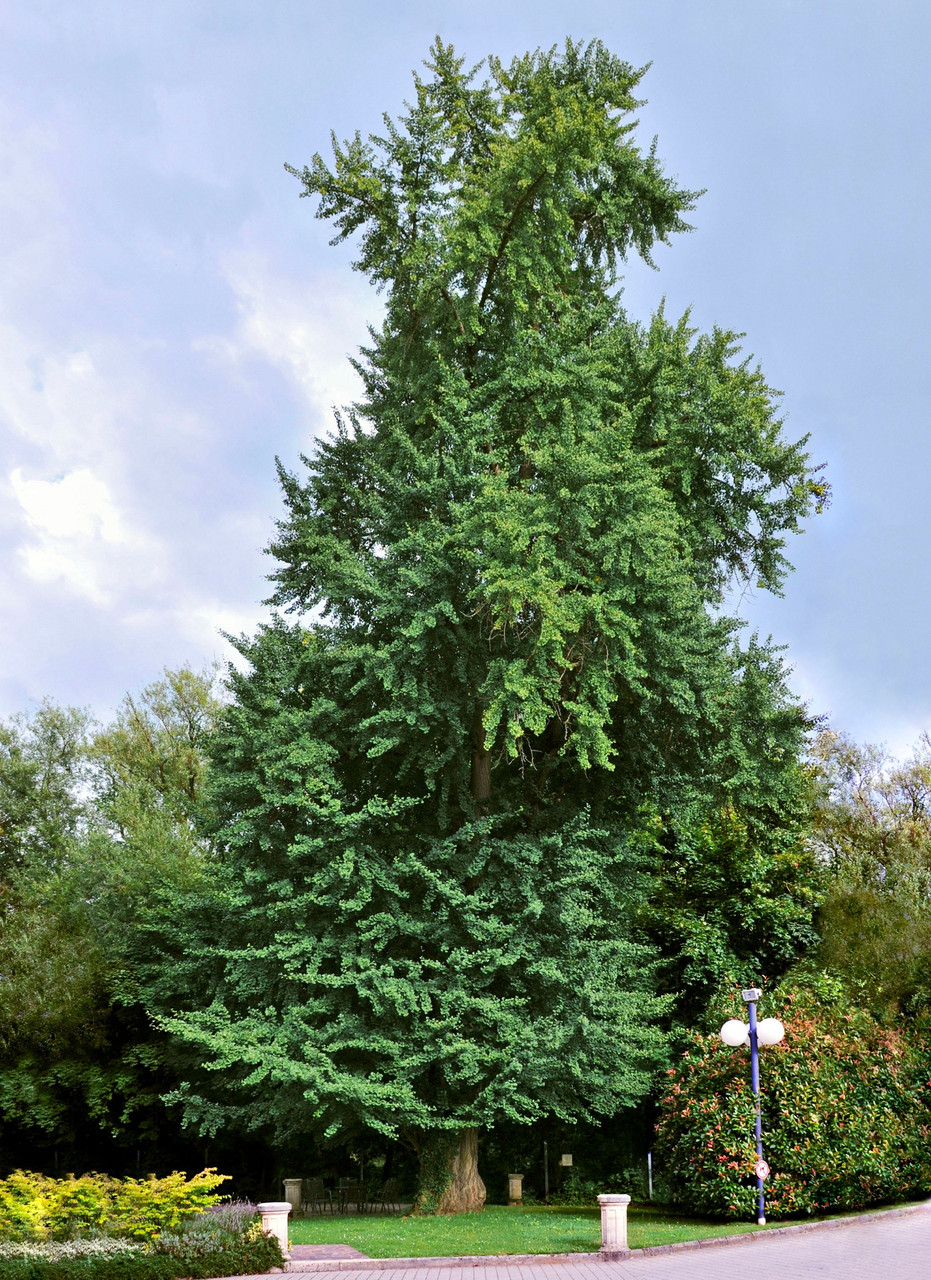 Гінкго Білоба 2 річне, Гинкго двулопастное билоба, Ginkgo biloba - фото 2 - id-p450924166