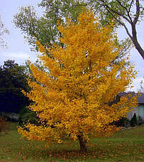 Гінкго Білоба 2 річне, Гінкго дволопатеве білоба, Ginkgo biloba, фото 3