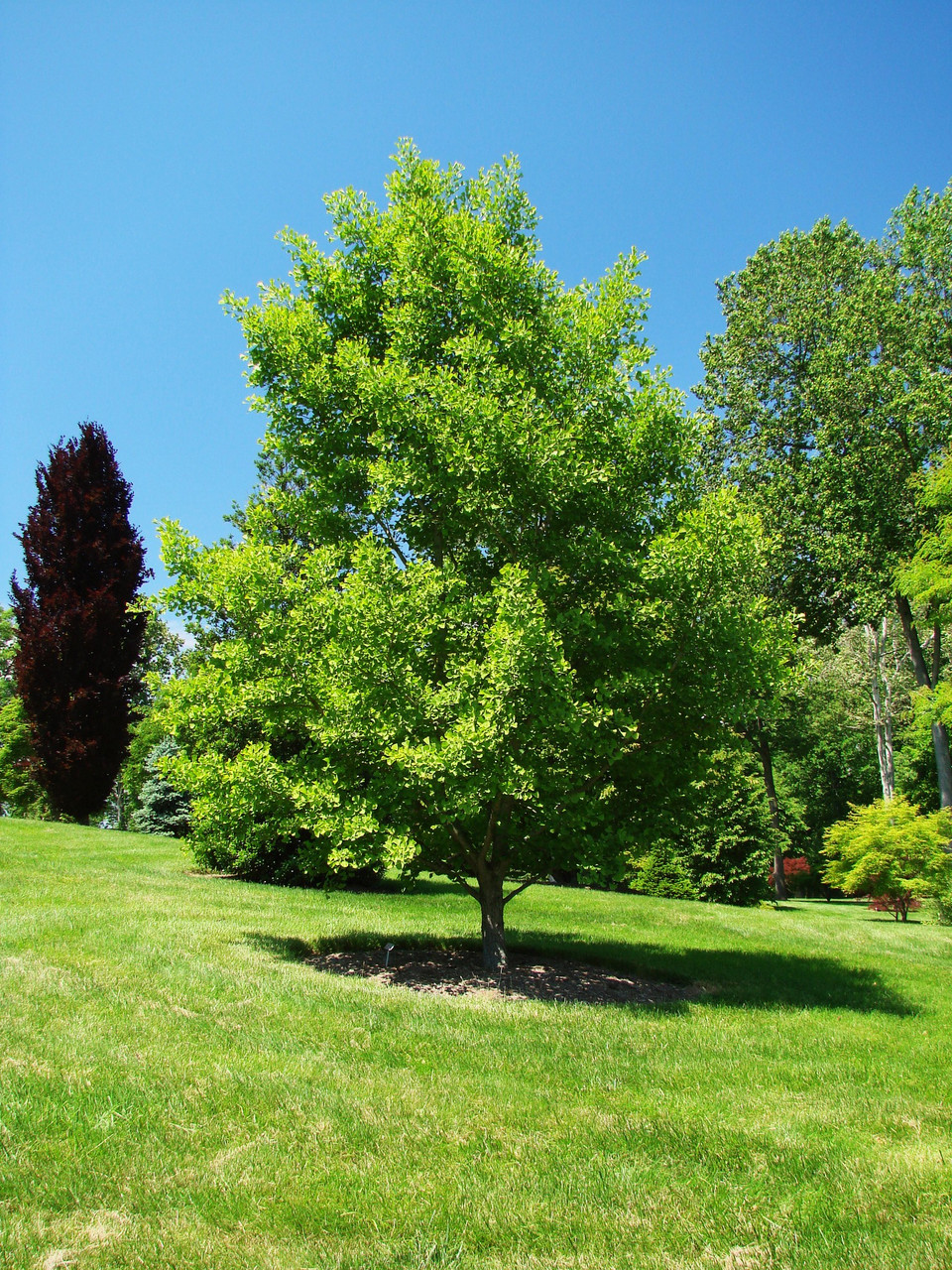 Гінкго Білоба 2 річне, Гинкго двулопастное билоба, Ginkgo biloba - фото 4 - id-p450924166