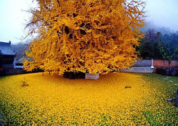 Гінкго Білоба 2 річне, Гінкго дволопатеве білоба, Ginkgo biloba, фото 6