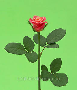Троянда рожева Міс Пігі 60 см