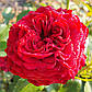 Майрас Ред  (Mayra's Red), фото 5