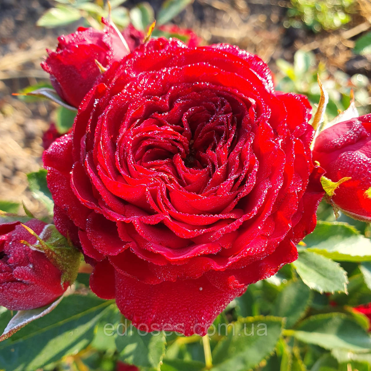 Майрас Ред  (Mayra's Red)