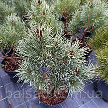 Сосна звичайна Хібернія / h 50-60 / Pinus sylvestris Hibernia, фото 3