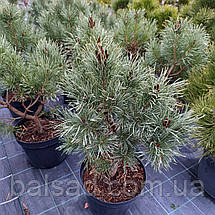 Сосна звичайна Хібернія / h 50-60 / Pinus sylvestris Hibernia, фото 4